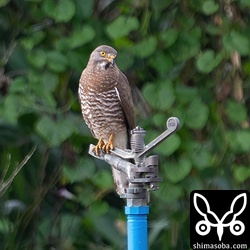 こちらは普通のサシバ。成鳥オス。