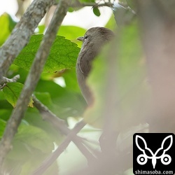 鳴き声はよく聞こえますが姿はなかなか現さないウグイス。