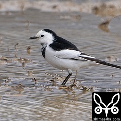 ホオジロハクセキレイのオス。第1回冬羽から夏羽へ。