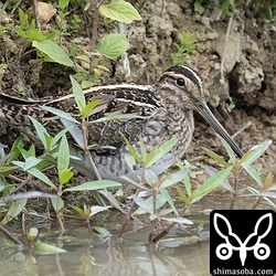 タシギ第1回冬羽。