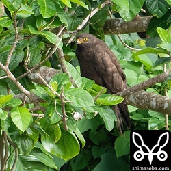 ブラックサシバは本当にかっこいいです。