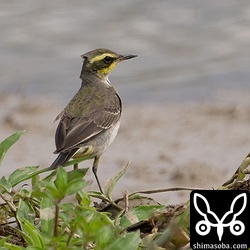 (キマユ)ツメナガセキレイ第1回冬羽から夏羽へ。