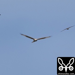 ツミとツバメがオオノスリにモビングしていました。