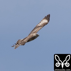 上昇気流に乗るオオノスリ。