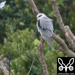 餌場の田んぼ近くで休むカタグロトビ。
