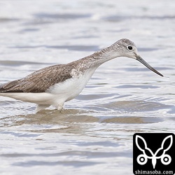 アオアシシギ第1回冬羽。