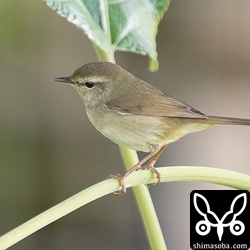 下草まで降りてくることがよくありました。