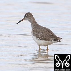 アカガシラサギ第1回冬羽。