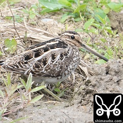 タシギ第1回冬羽。