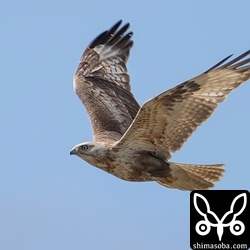 石垣島では毎年、オオノスリが越冬します。