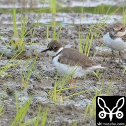 コチドリは急に増えました。春の渡りの北上個体と思われます。
