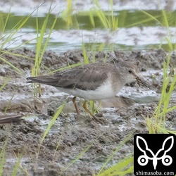オジロトウネン第1回冬羽。