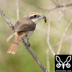 ハチを捕まえたシマアカモズ。第1回冬羽。カラアカモズとかウスアカモズ感もあるのですが、第1回冬羽ではなかなか確定は難しいですね。