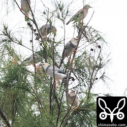 勤め先の駐車所には、20羽から40羽が毎日のように現れて賑やかです。