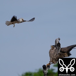 カンムリワシに攻撃を仕掛けるカタグロトビの親鳥。