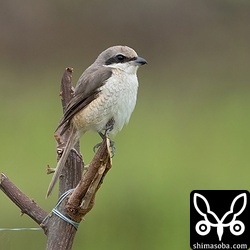 越冬シマアカモズはあちこちにいます。今の時季ぐらいから一気に換羽が進んでいきます。