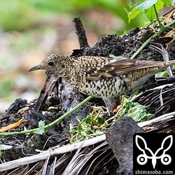 まったくこちらを気にしないトラツグミ。トラダンスも披露してくれました。