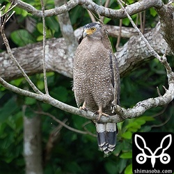 カンムリワシはこれから繁殖シーズン。今時期は、求愛給餌を見ることができます。