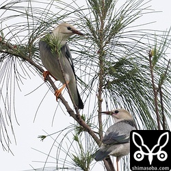モクマオウに集まるギンムクドリ。