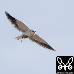 足にネズミをつかむカタグロトビの巣立ちビナ。
