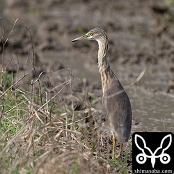 複数個体いるのでどれがどれだか分からなくなります。^^;
