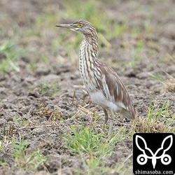 上の個体のすぐそばにいたアカガシラサギ。