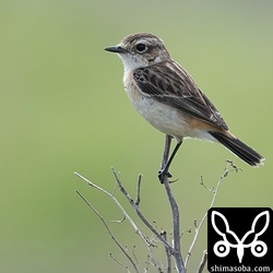 越冬したノビタキ。石垣島で越冬する個体は少ないです。