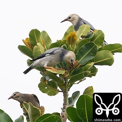 こちらはテリハボクの葉の隙間にくちばしを差し込んでいました。虫でも探しているのでしょうか。