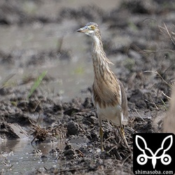 こちらは代掻き後の田んぼを徘徊していました。