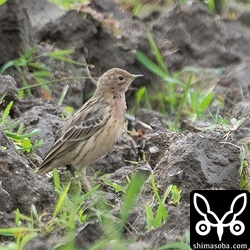 ムネアカタヒバリも大きめの群れに出会うことが多くなりました。夏羽の個体も見えます。