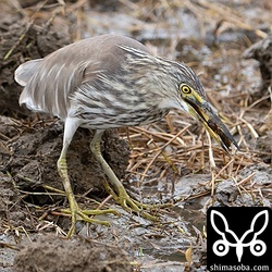 ケラを捕食するアカガシラサギ。