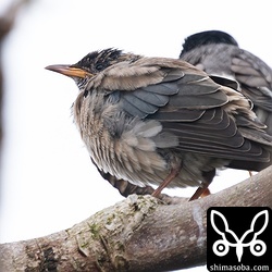 換羽が進むバライロムクドリ。