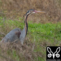 婚姻色が出ているムラサキサギ。早い個体では巣材を運んでいました。