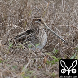 田んぼをいくつか回ってみましたが、見つかったジシギはこのタシギ1羽のみでした。