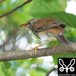 ムクドリの群れにシロハラが混じっていることがあります。