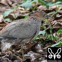 幼羽から成鳥の羽へ変わりつつあるズグロミゾゴイ。昨年生まれの個体です。