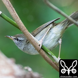 藪の中を忙しそうに動き回っていました。