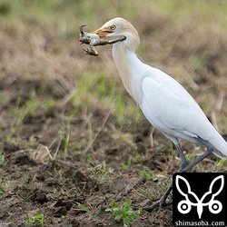 サキシマヌマガエルを捕まえたアマサギ。カエルはなんとも悲しげな鳴き声をあげていました。