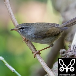 地鳴きで存在に気付くことが多いウグイスは密度が濃くなっています。代わりにチョウセンウグイスはすっかり見なくなりました。