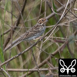 いつも草むらの中にいるコホオアカ。