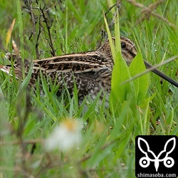 草陰に隠れるタシギ。渡り個体と思われます。