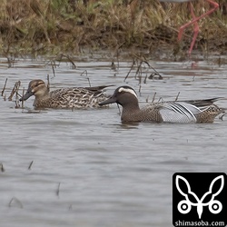 シマアジのメス(左)とオス。オスは美しい生殖羽に変わっています。