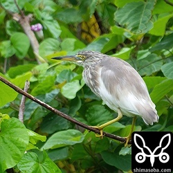 アカガシラサギ冬羽。