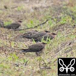 ツバメチドリほぼ夏羽。