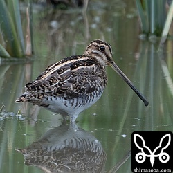 越冬個体のタシギ。