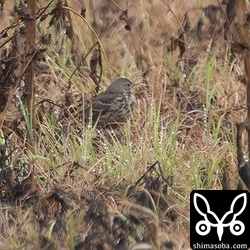 シベリアツメナガセキレイと行動をともにしていたタヒバリ。近くにムネアカタヒバリの群れが越冬中ですが、そちらには興味なし?