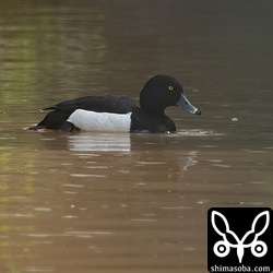 キンクロハジロのオス生殖羽。