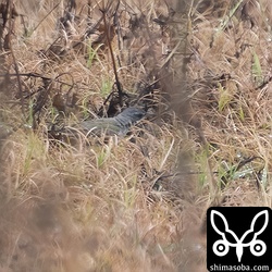 シベリアツメナガセキレイ第1回冬羽から夏羽へ。