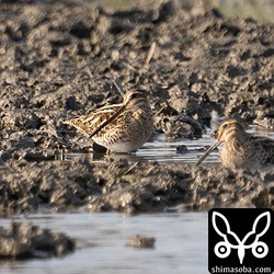 10羽ほどの群れ。こちらも越冬個体でしょうか。