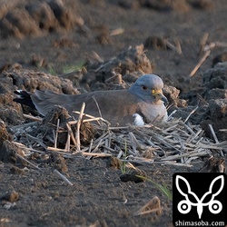 抱卵中のケリ。メスでしょうか。